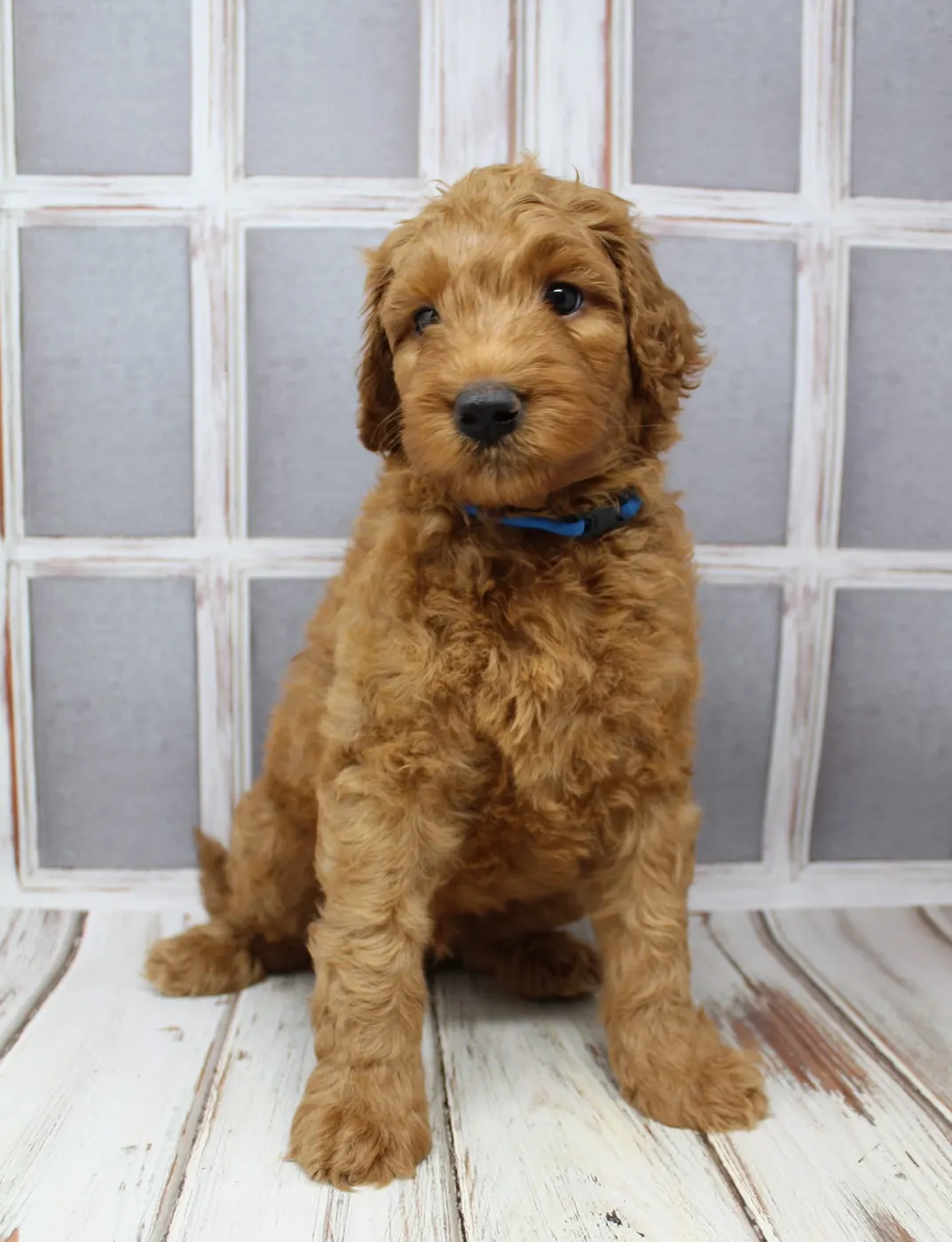 Bella and Gunner’s Bumble Bee puppies are home
