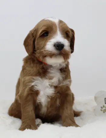 Four weeks Arthur 1
