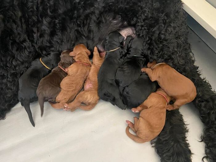 Gracie and Barkley’s litter is home