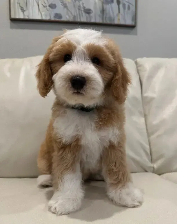 labradoodle guardianship puppy available Portland Oregon