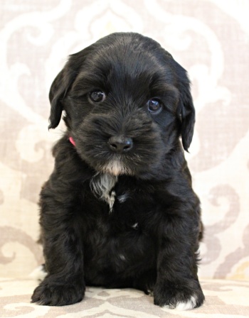 black labradoodles mini therapy puppies available