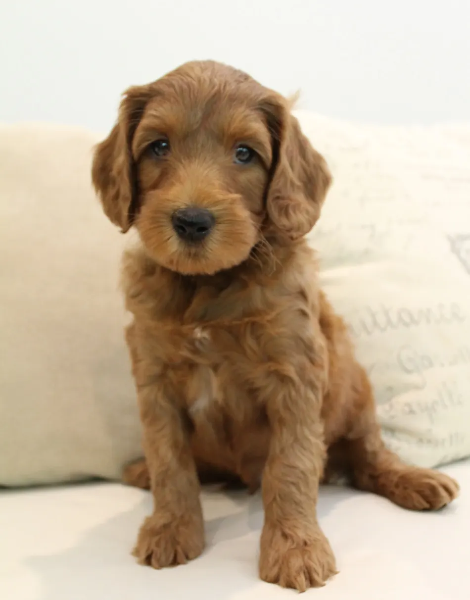 Oregon labradoodle breeder