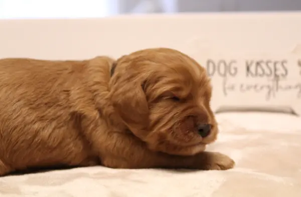 Ava and Watson's puppies are here!