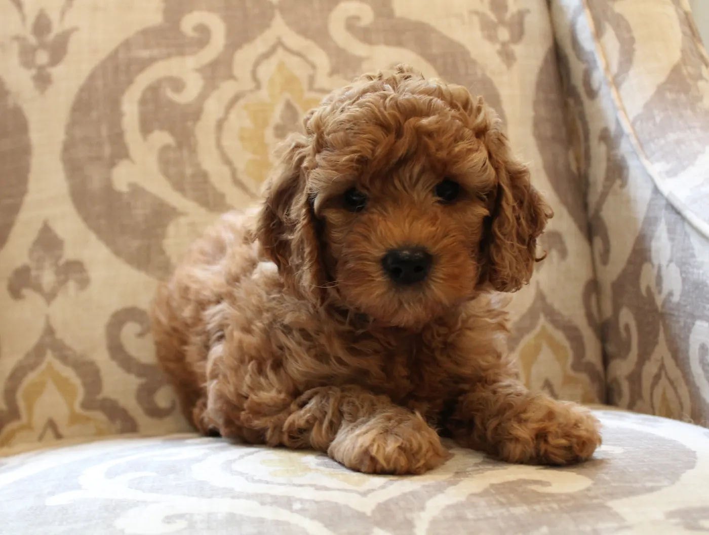 Gretel and Watson’s puppies are home