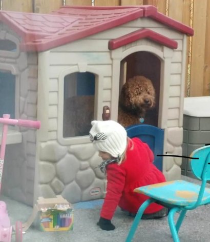A curly Labradoodle looking out of a child's playhouse while a toddler kneels beside it