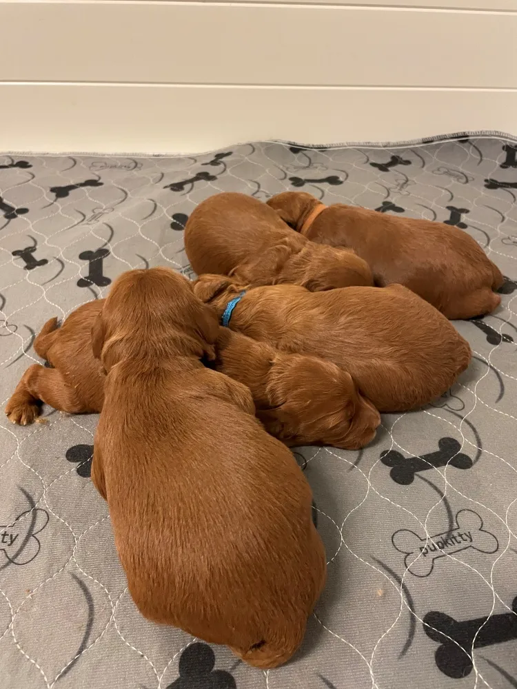 Litter Two Weeks Old