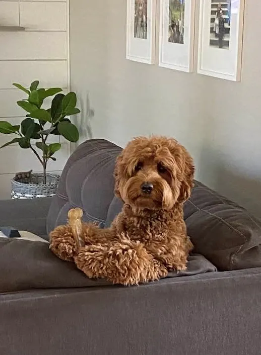 Valley Vineyard Labradoodle