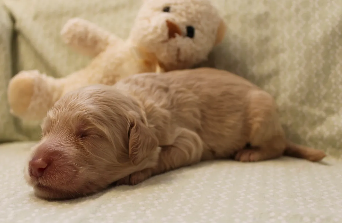 Roo and Basil’s puppies are with their forever families