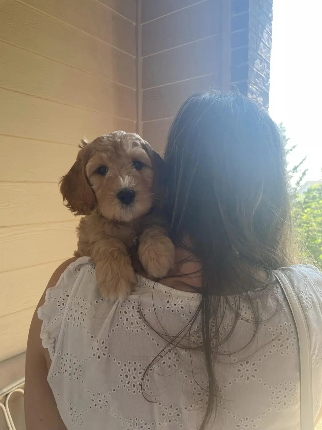 Nora and Tucker’s puppies are home