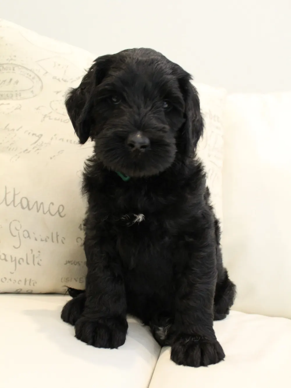 Gracie and Barkley’s litter is home