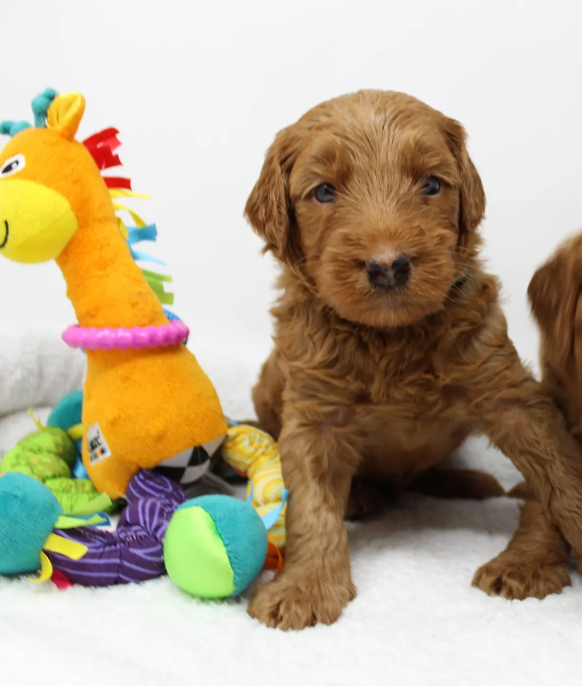 Bella and Gunner’s Bumble Bee puppies are home