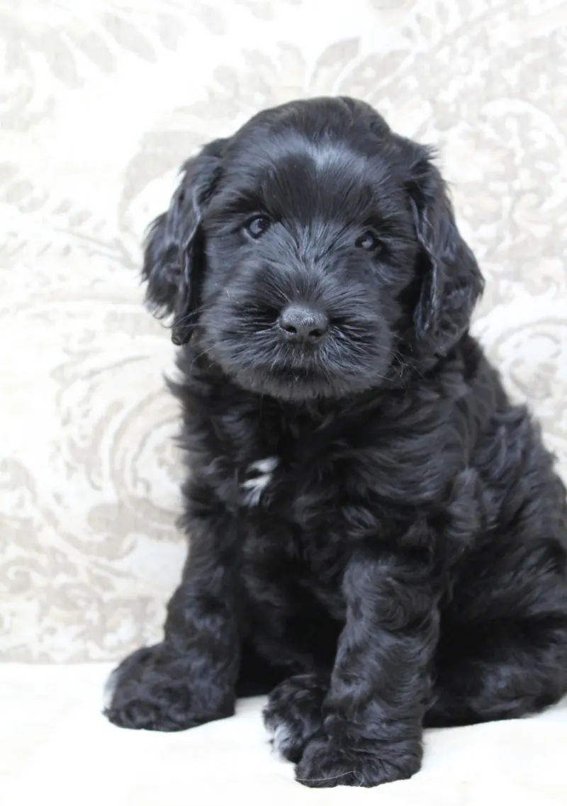 Valley Vineyard Labradoodle