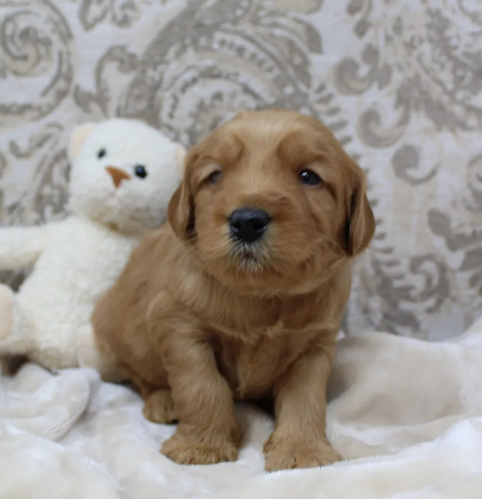 Emma and Watson’s puppies are home