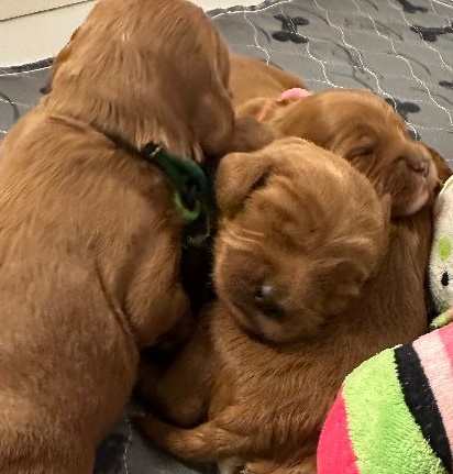 Mabel and Nelson's puppies are here!