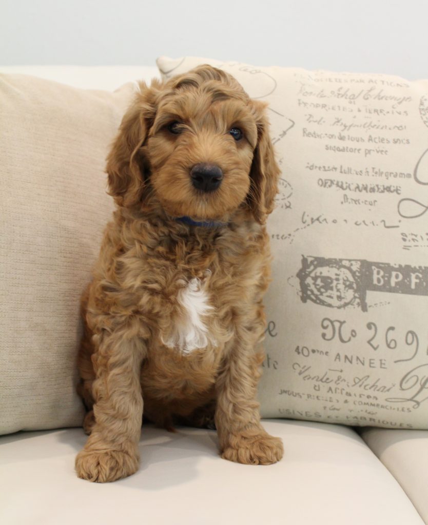 Valley Vineyard Labradoodles puppies