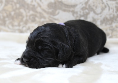 Kylie and Nelson’s puppies are home