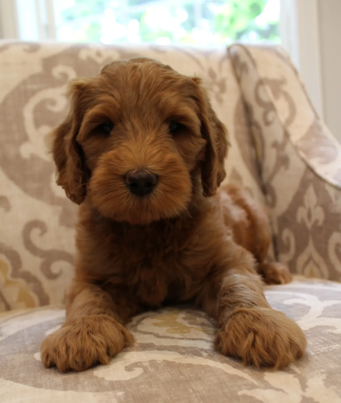 Oregon Puppy Culture labradoodles