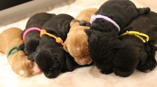 Litter five days 5