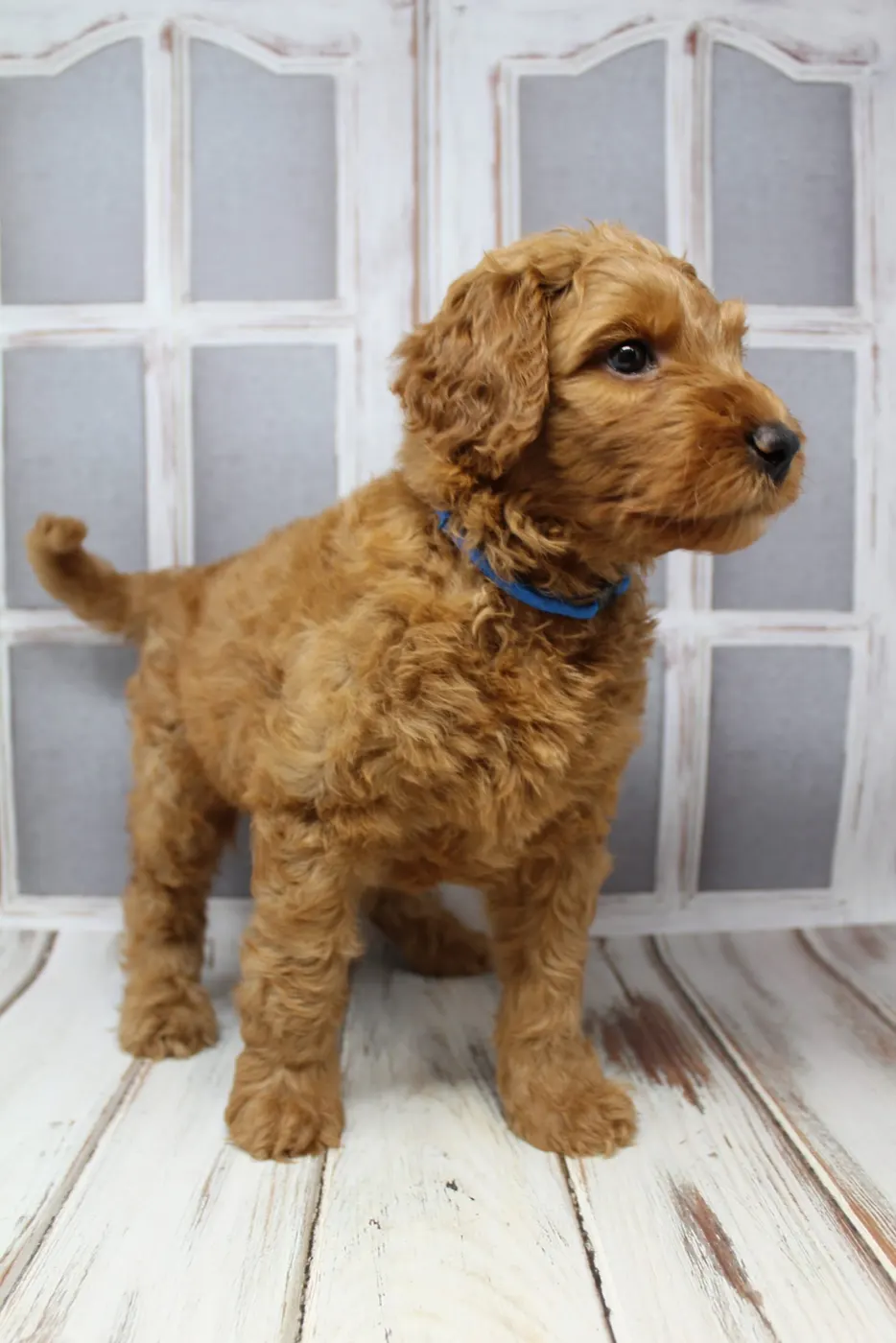 Bella and Gunner’s Bumble Bee puppies are home