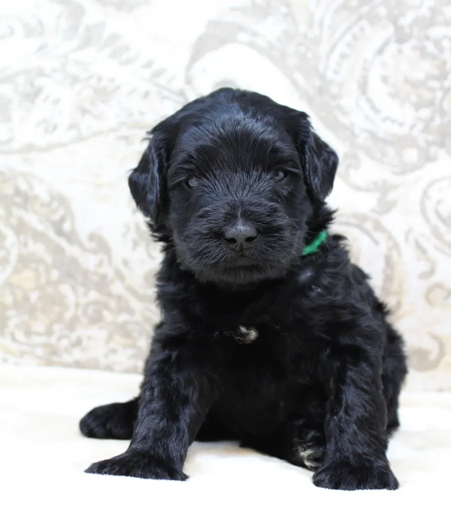 Gracie and Barkley’s litter is home