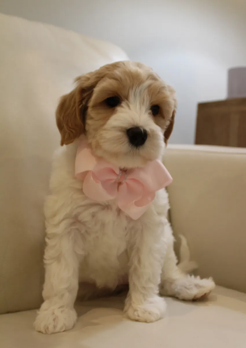 Clara Jane and Bear’s pups are home