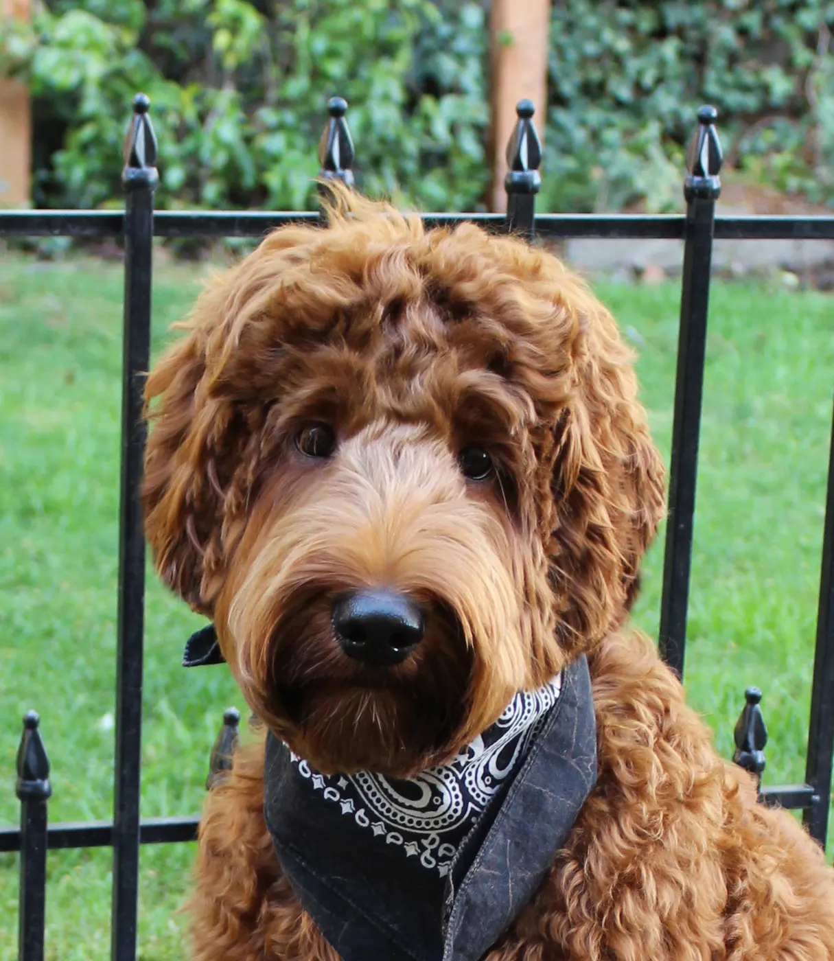 Meet our new standard stud boy Grady