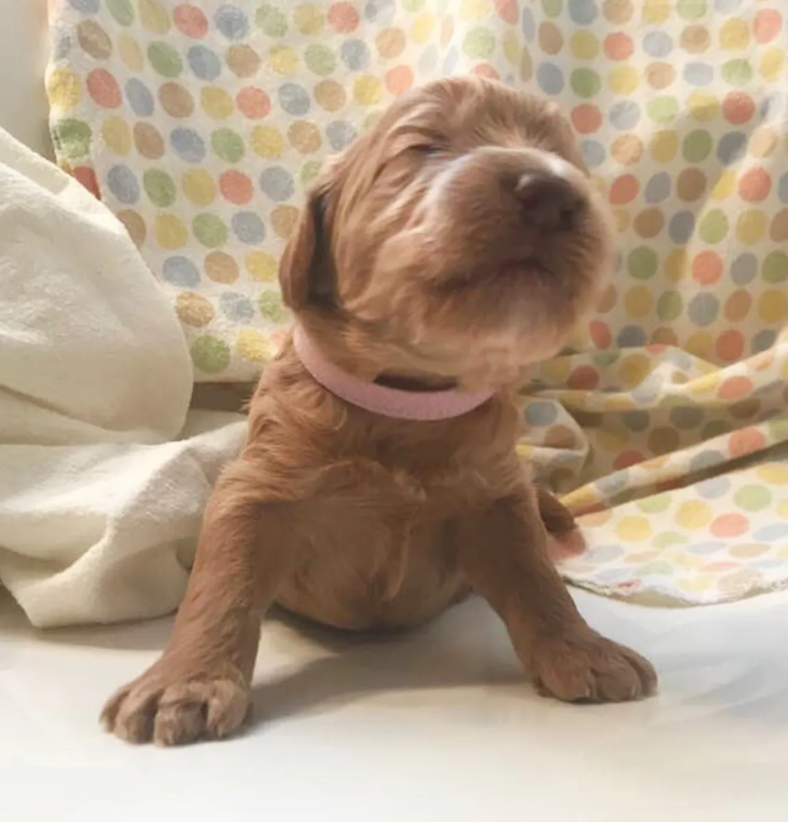 Roo and Basil’s puppies are with their forever families