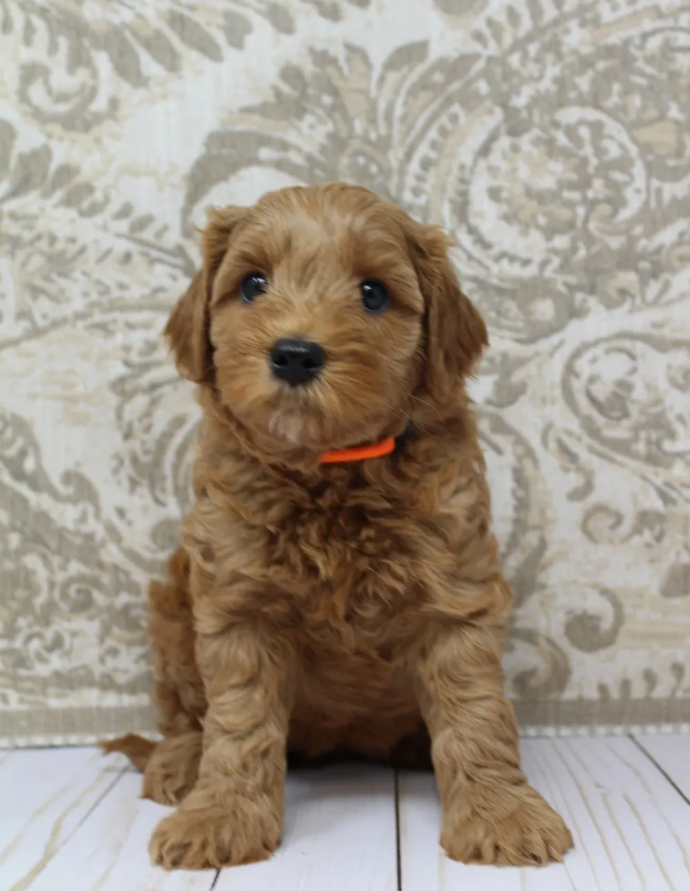 Best labradoodles puppies