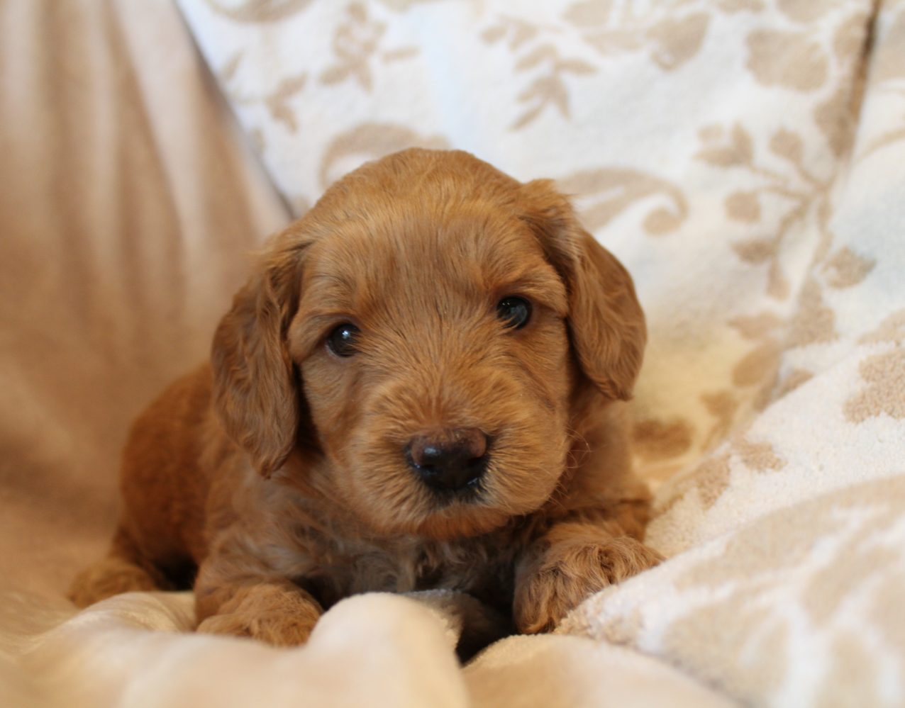 labradoodle puppies Oregon Washington Seattle