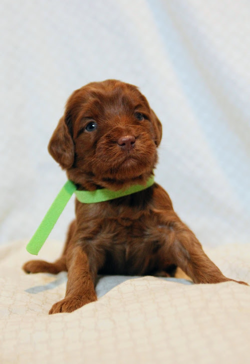 Hazel and Barkley’s puppies are home