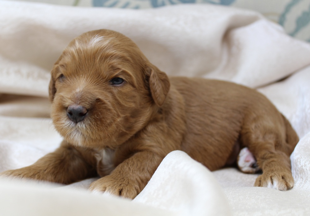 best Washington Oregon breeder labradoodles