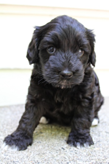 Five weeks Kristy outside