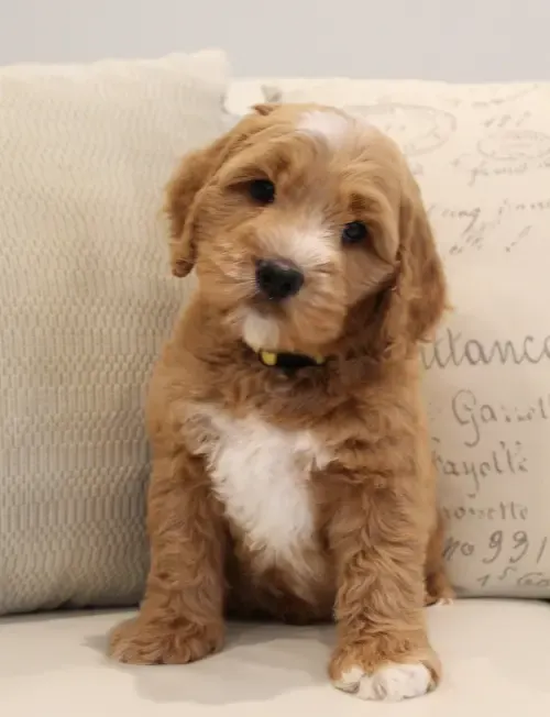 Suzy brings us more beautiful red puppies from our therapy lines