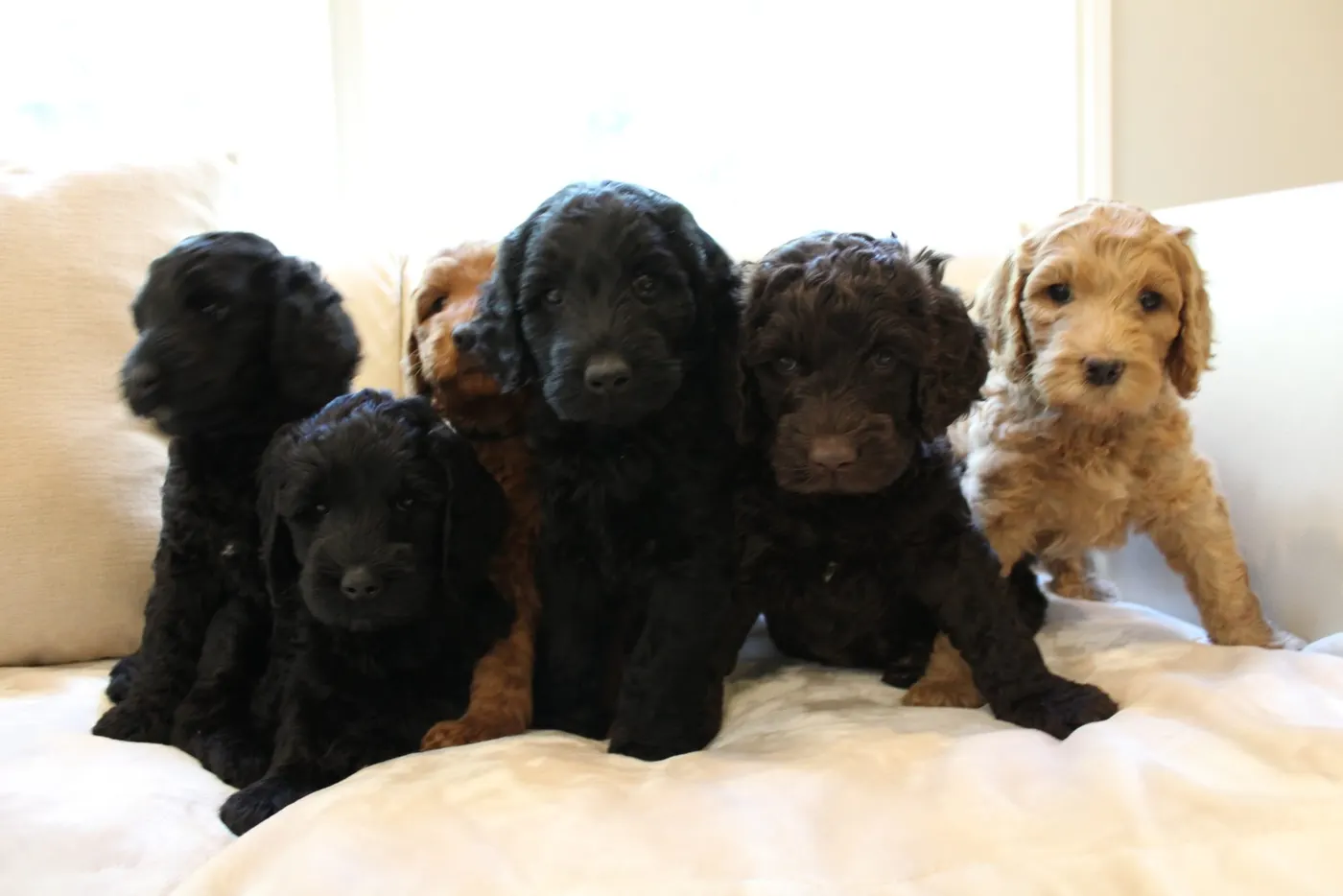 Gracie’s puppies are with their forever families