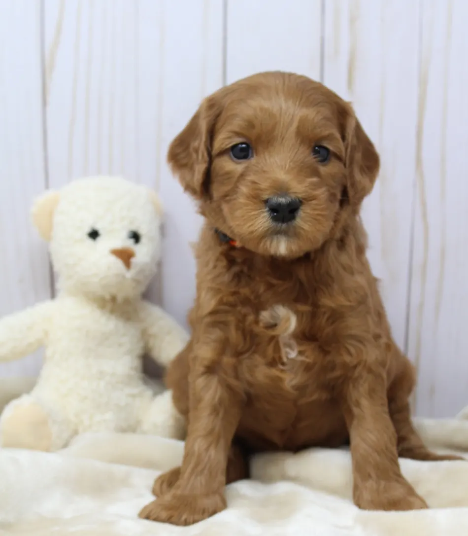 Emma and Watson’s puppies are home