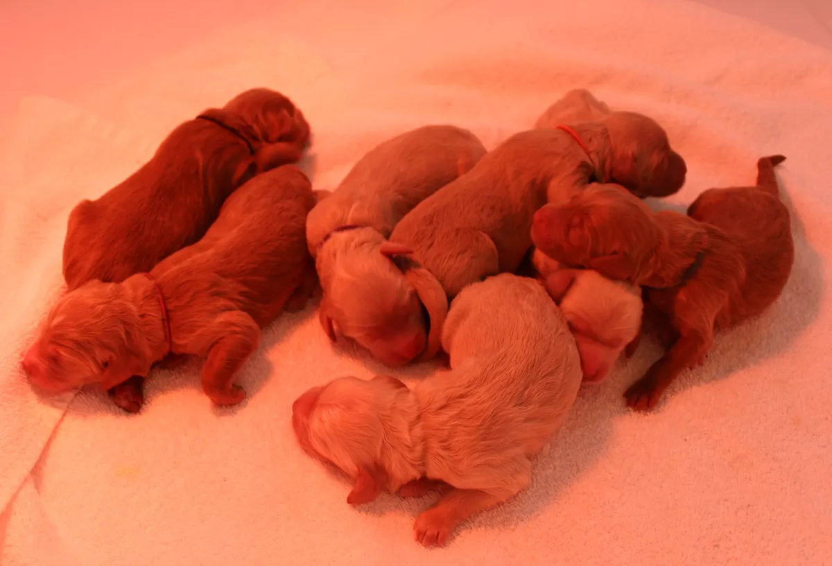 Roo and Basil’s puppies are with their forever families