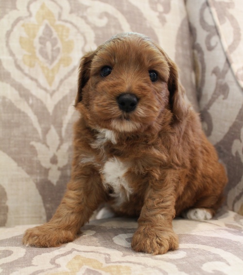 Portland Oregon Salem Mcminnville Sherwood labradoodle breeders