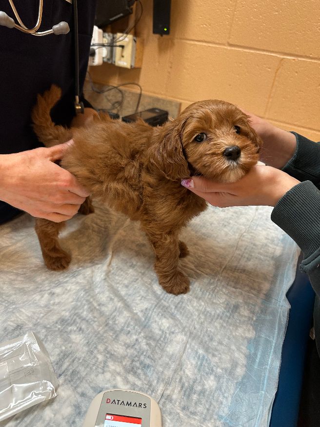 Seven weeks vet 3