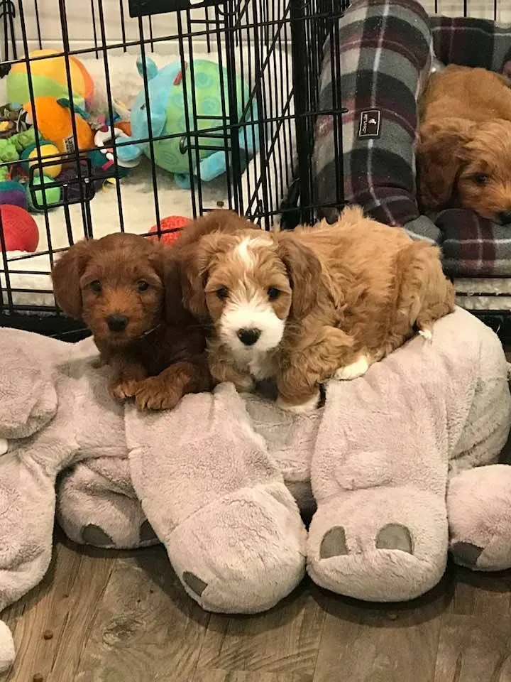 Puppy Culture puppies