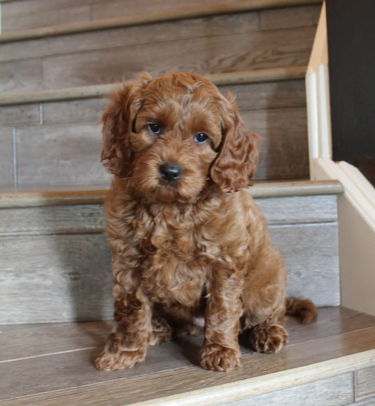 Gretel and Barkley’s puppies are with their forever families