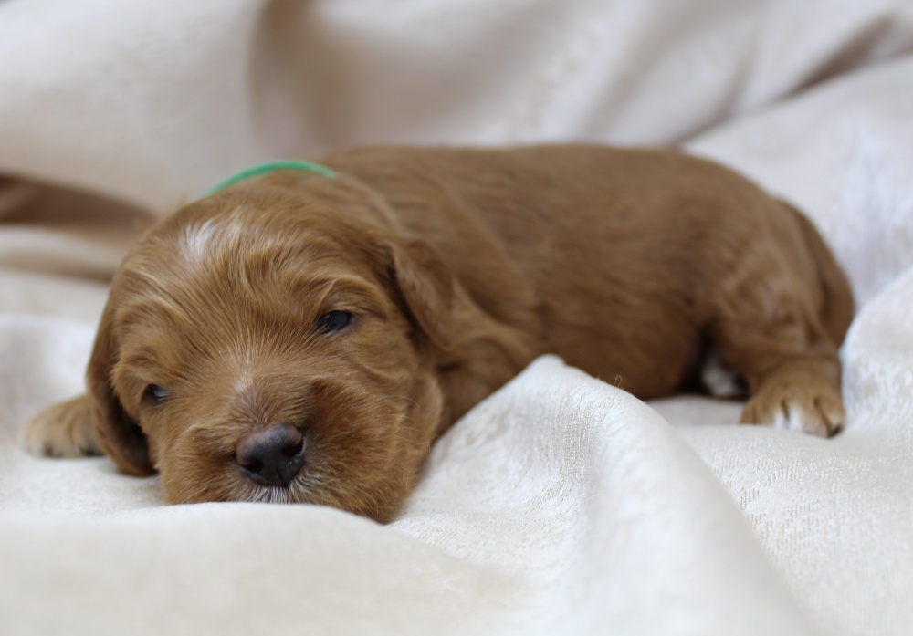 Ally and Watson’s litter is home