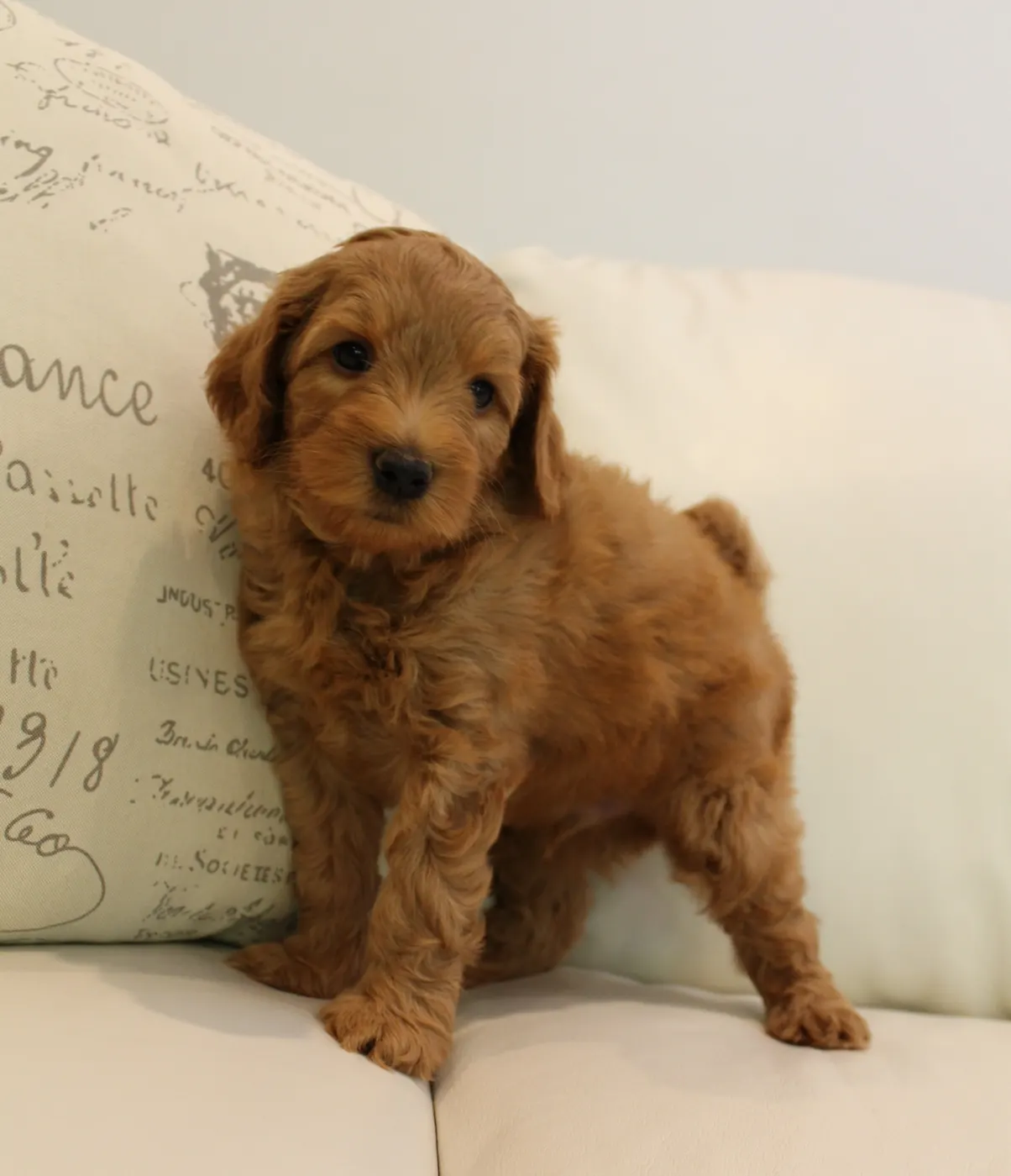 Piper and Gunner’s puppies are home