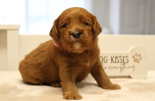 Mable and Nelson's puppies are here!