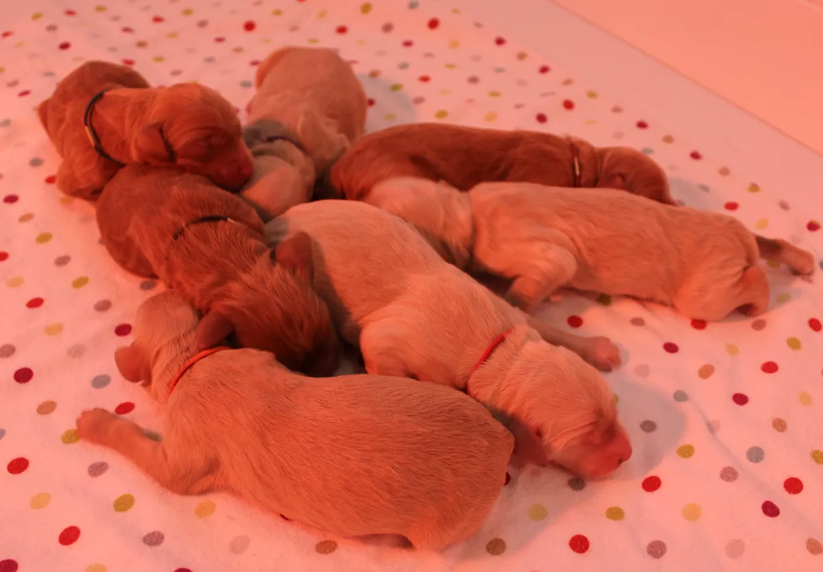 Roo and Basil’s puppies are with their forever families
