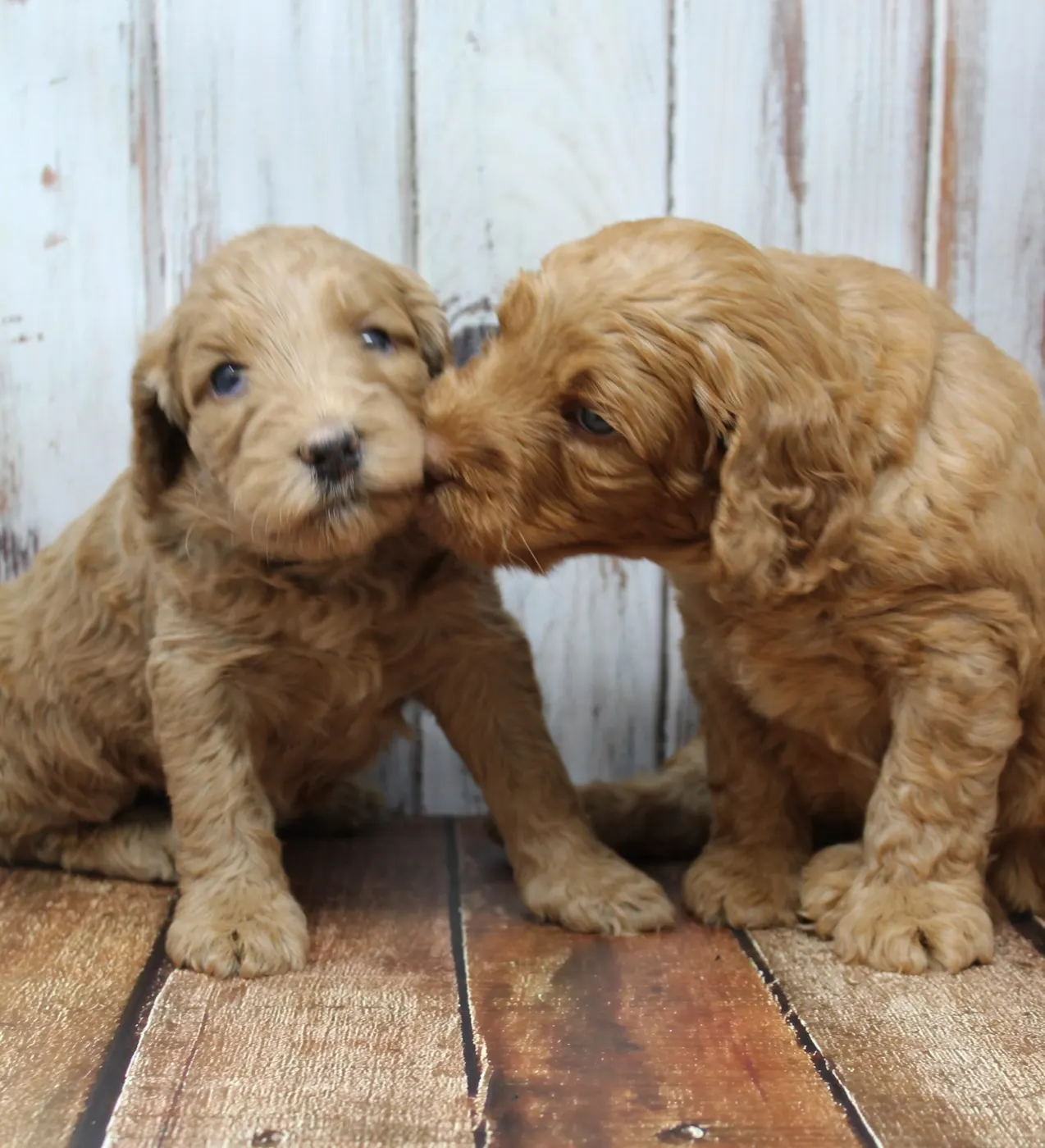 Gracie’s puppies are with their forever families