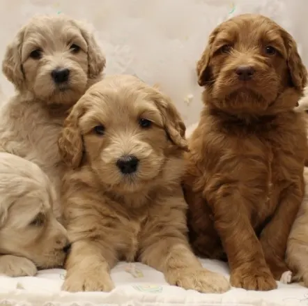 Valley Vineyard Labradoodle