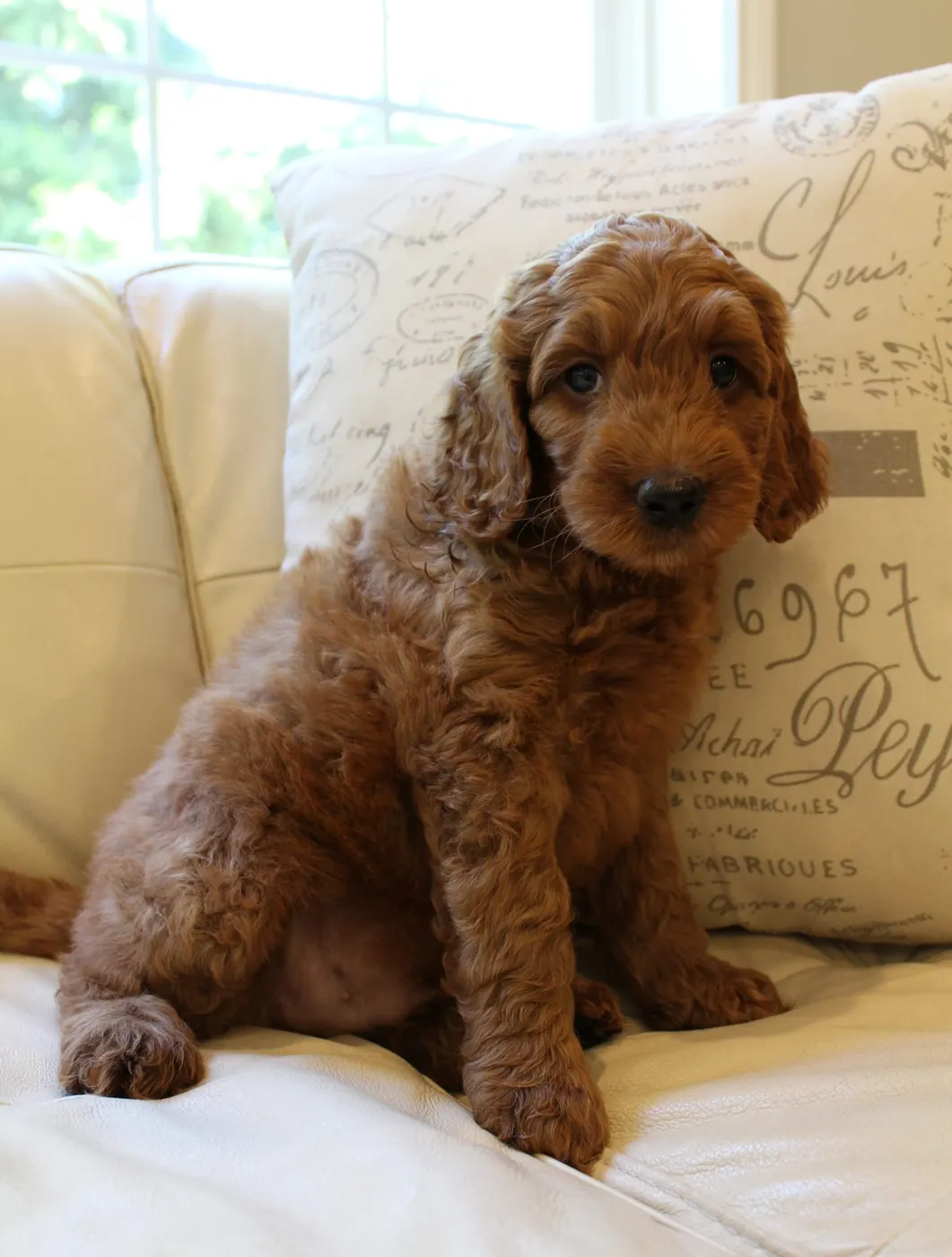 Bella and Gunner’s Bumble Bee puppies are home