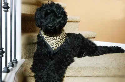 Valley Vineyard Labradoodle