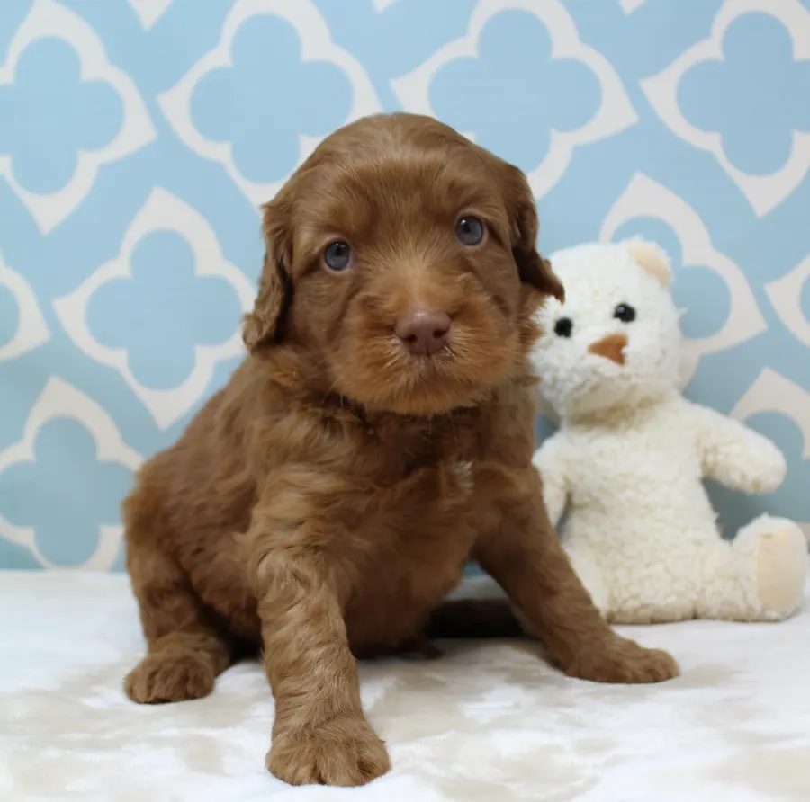 Hazel and Barkley’s puppies are home