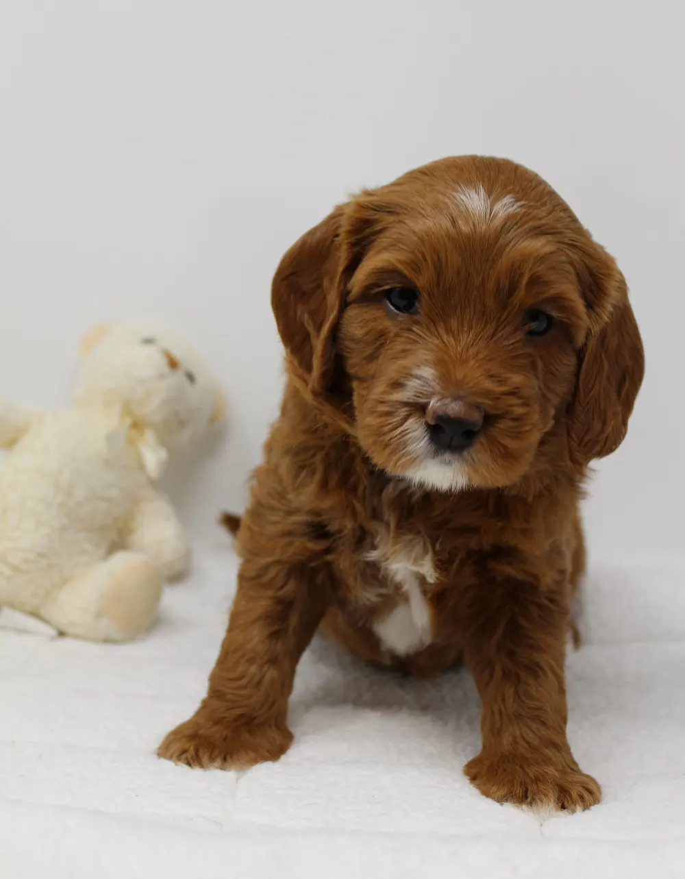 Gretel and Gunner’s puppies are home
